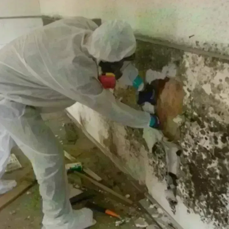 Mold Remediation and Removal in Bonny Doon, CA